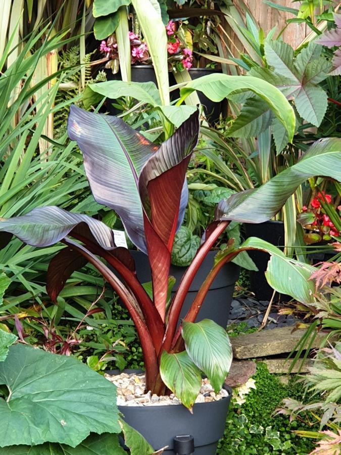 Tropical Garden Oasis Rooms 버밍엄 외부 사진