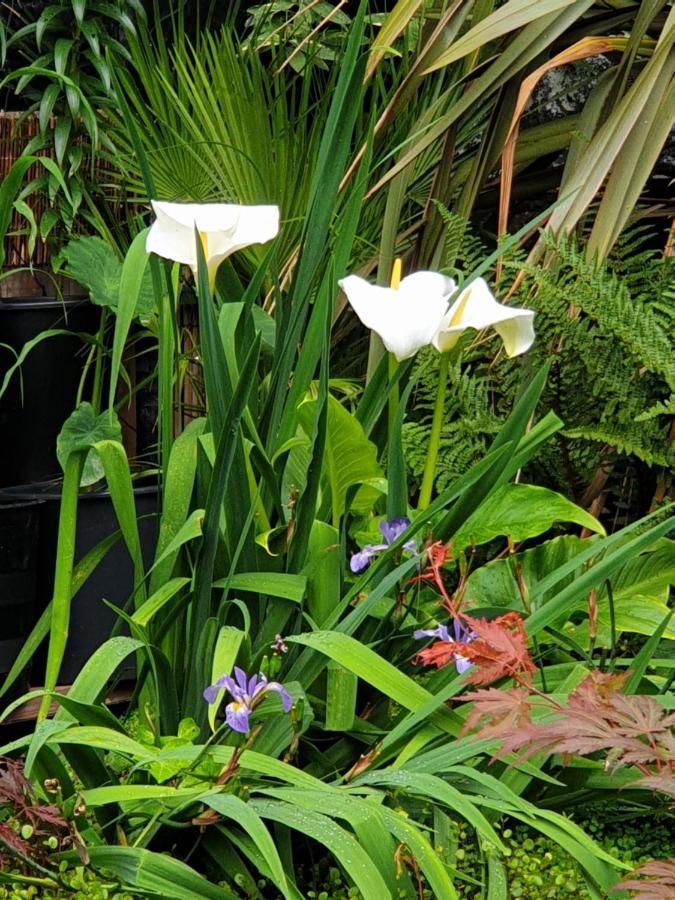 Tropical Garden Oasis Rooms 버밍엄 외부 사진